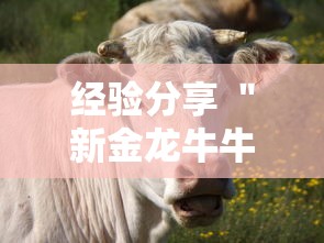 经验分享 ＂新金龙牛牛有挂吗”开挂必胜方法