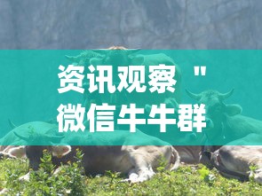 资讯观察 ＂微信牛牛群有挂吗”(透视挂)辅助透视教程