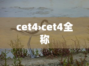 cet4›cet4全称 cet4›cet4全称
