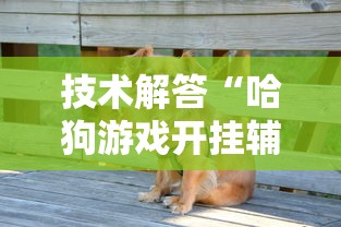 技术解答“哈狗游戏开挂辅助软件”附开挂脚本详细步骤