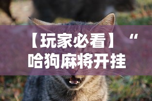 【玩家必看】“哈狗麻将开挂”真实开挂技巧分享
