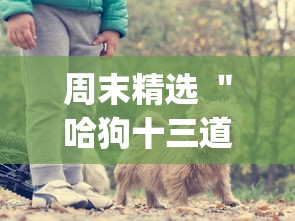 周末精选 ＂哈狗十三道有挂吗”(详细开挂教程)