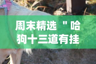 周末精选 ＂哈狗十三道有挂吗”(详细开挂教程)